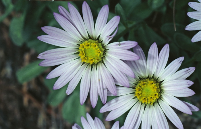  flower plant daisy plant uncertain