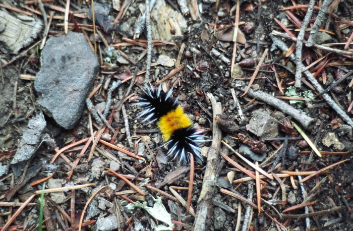  insect caterpillar