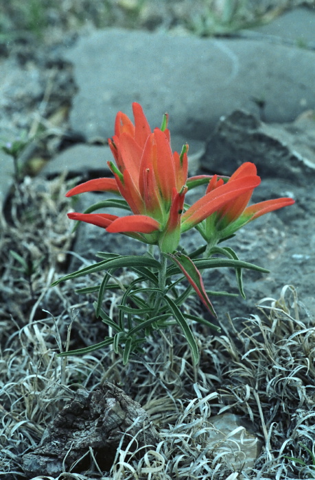  flower plant paintbrush