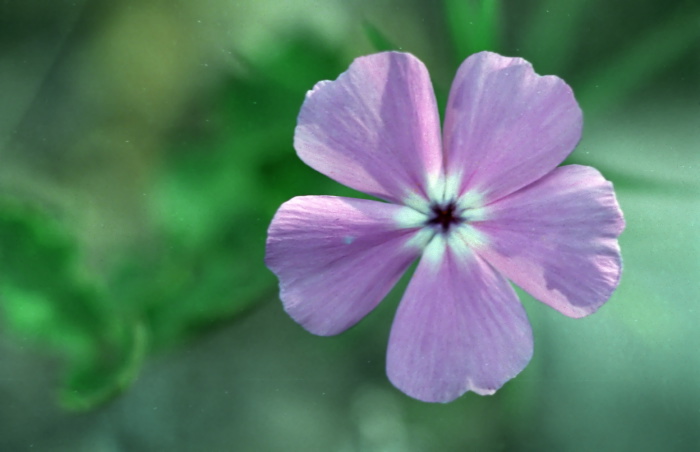  flower plant geranium