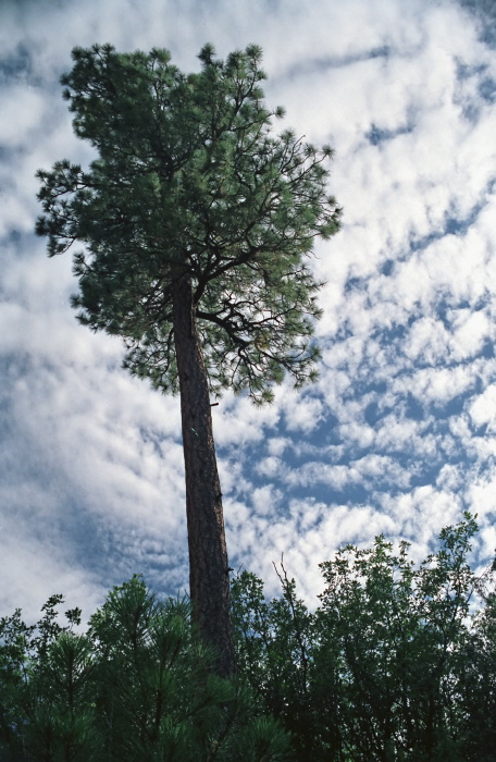 woods clouds plant pine