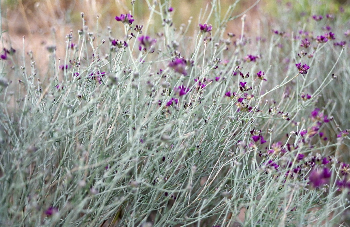  flower plant uncertain