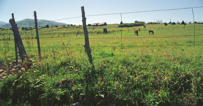 artifact field animal horse