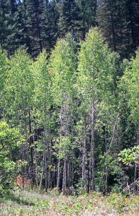 woods plant aspen