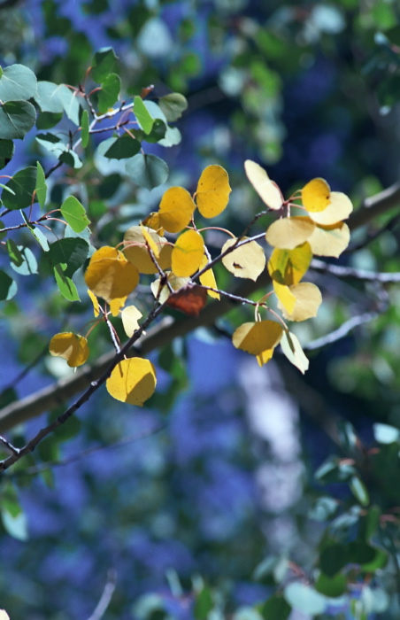 woods leaf plant aspen