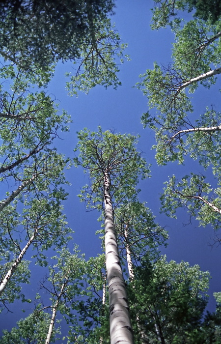 woods plant aspen