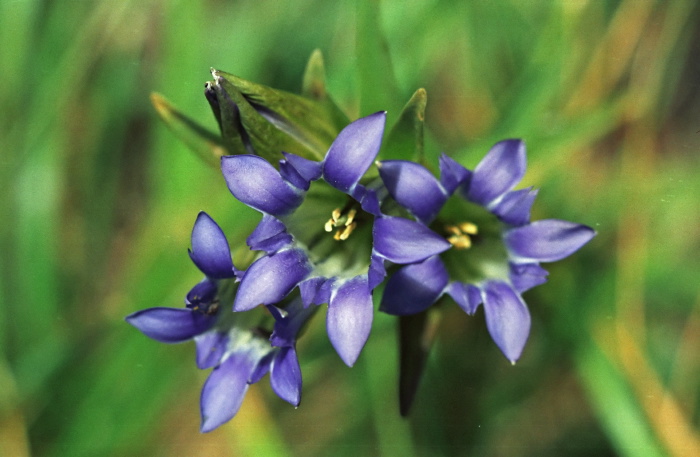  flower plant gentian