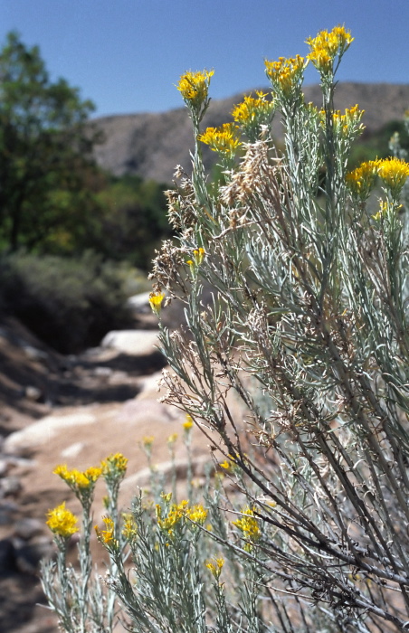 desert flower plant chamisa (rabbitbrush)