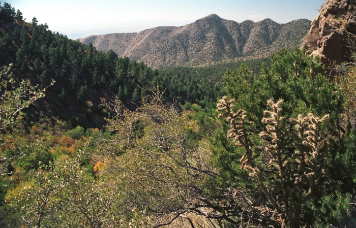 desert mountain plant cactus