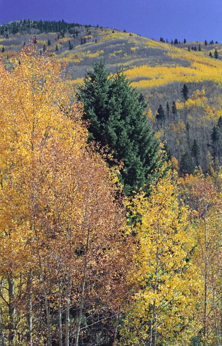 woods plant aspen