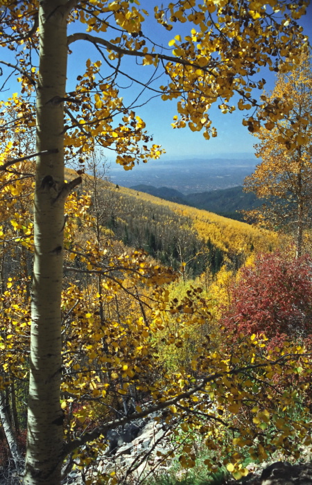 woods mountain plant aspen