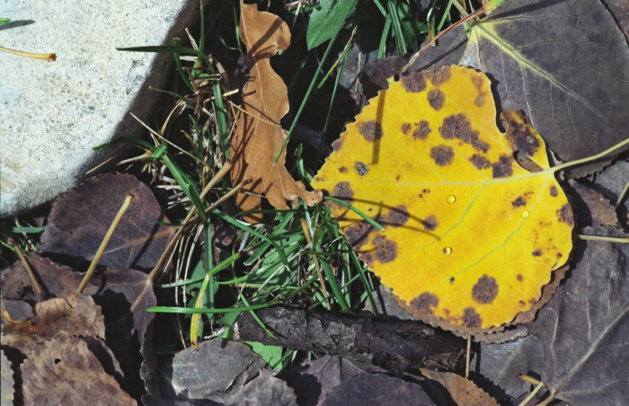 woods floor leaf plant aspen