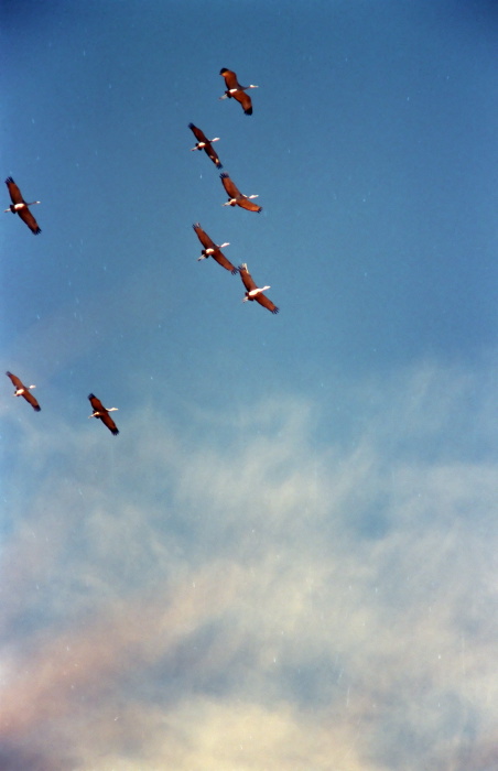 clouds bird sandhill crane