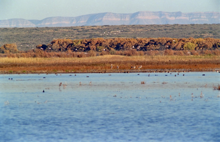 river mountain desert bird bird waterbird