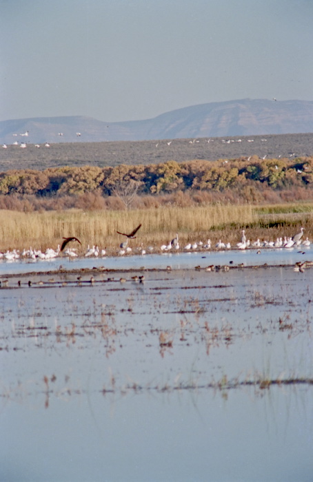 river mountain desert bird bird waterbird