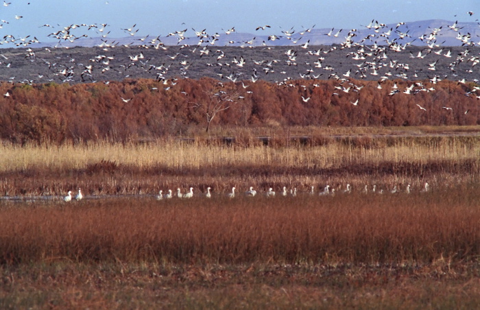 mountain field desert bird waterbird