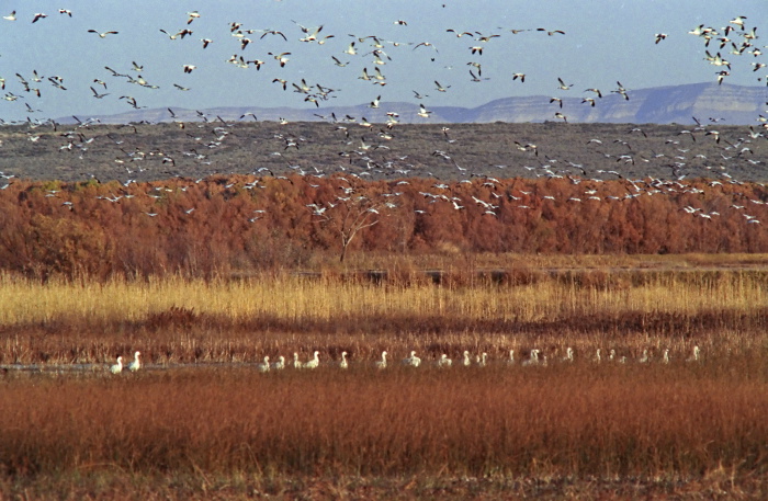 mountain field desert bird waterbird