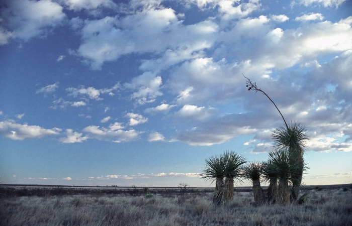 clouds desert plant cactus yucca