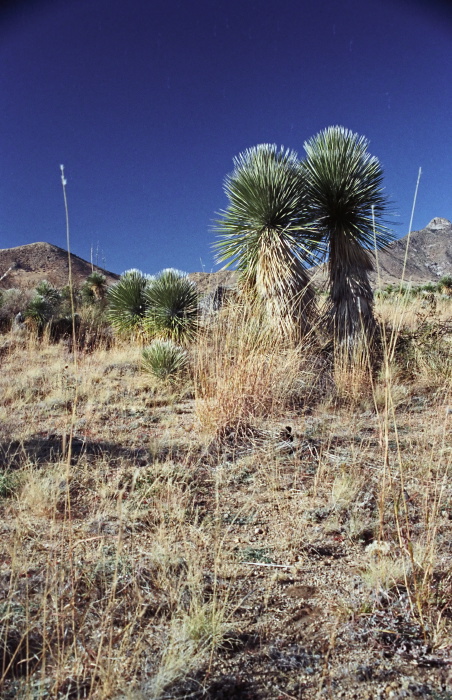 desert plant cactus yucca