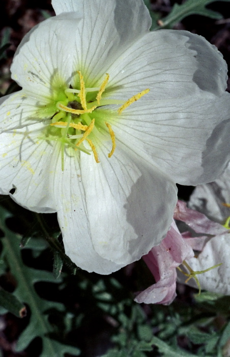  flower plant evening primrose (oenothera)