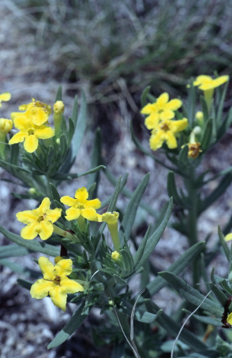  plant puccoon (lithospermum)