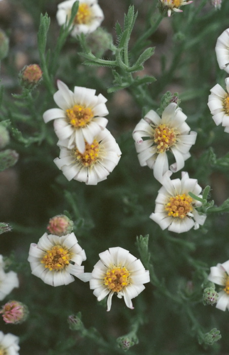  flower plant aster