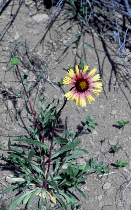  flower plant gaillardia