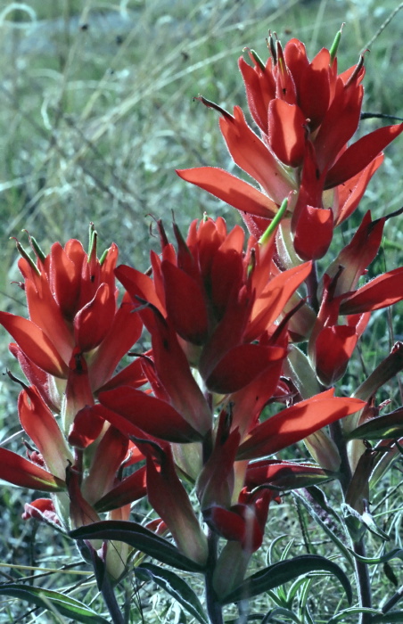  flower plant paintbrush