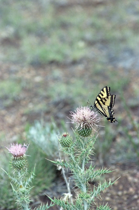  plant thistle insect butterfly