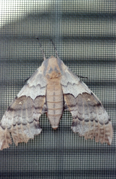 interior insect moth