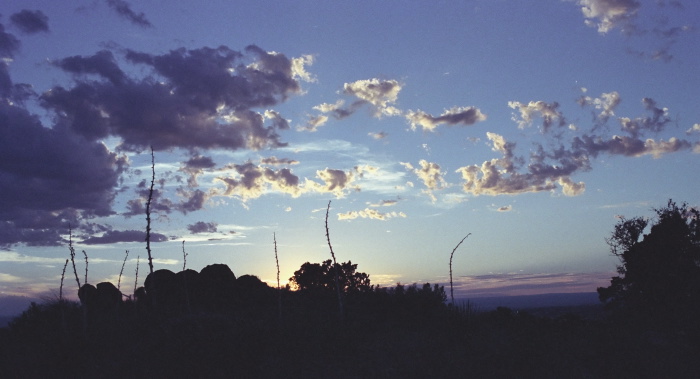 sunset silhouette clouds plant cactus yucca