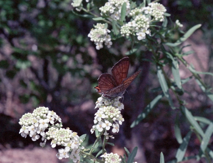  insect butterfly