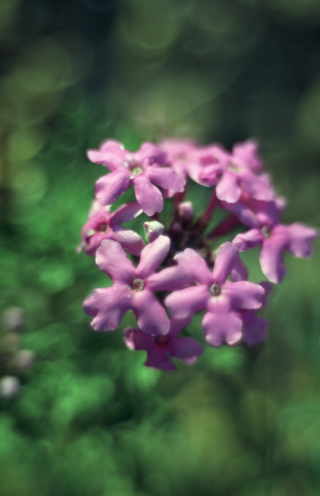  flower plant phlox