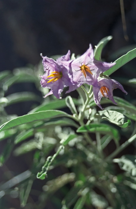  flower plant nightshade