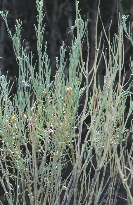 desert plant uncertain