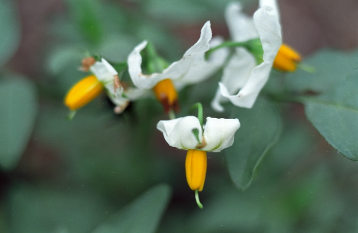  flower plant nightshade