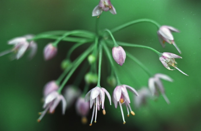  flower plant allium