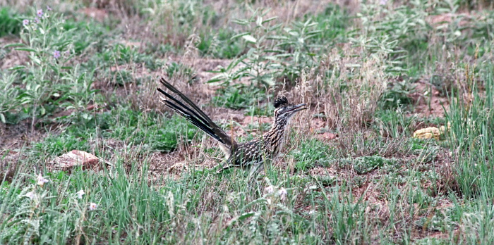  bird roadrunner