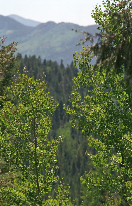 woods plant aspen