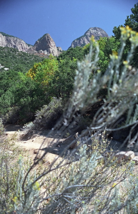 rock desert plant chamisa (rabbitbrush)