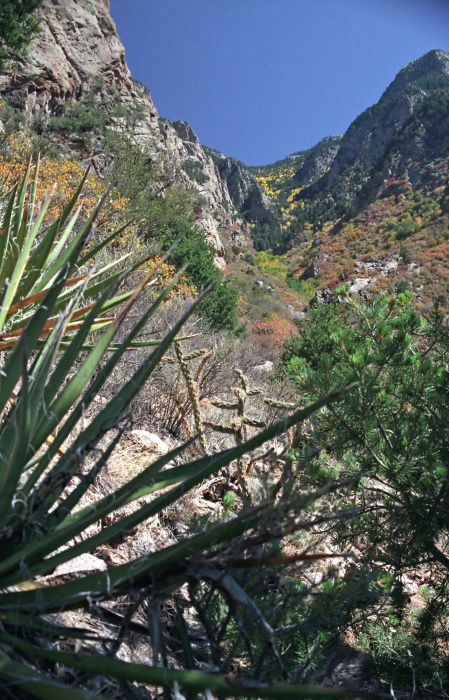 desert mountain plant cactus