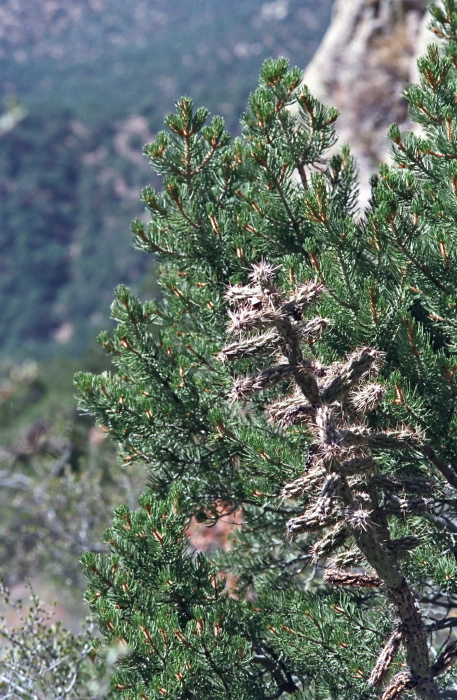 desert plant pine plant cactus