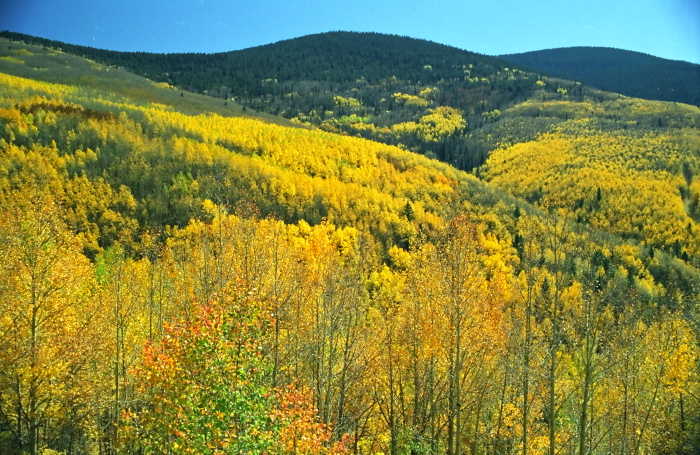 woods plant aspen