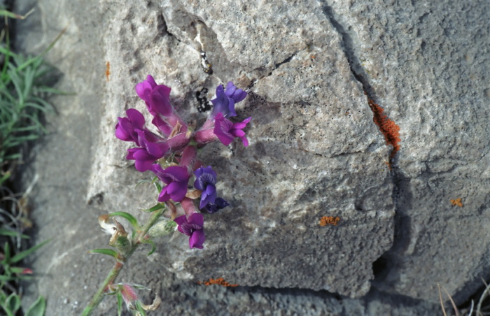 rock flower plant milkvetch