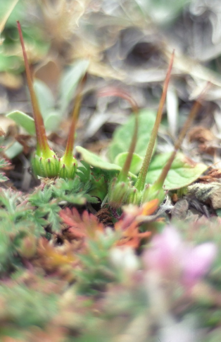 woods floor seed pod plant geranium