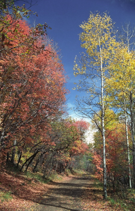 woods plant aspen plant maple