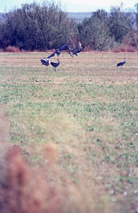 field bird sandhill crane