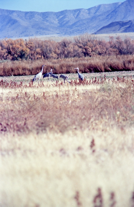 mountain field desert bird sandhill crane