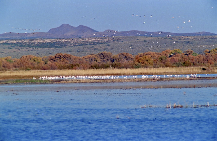 river mountain desert bird bird waterbird