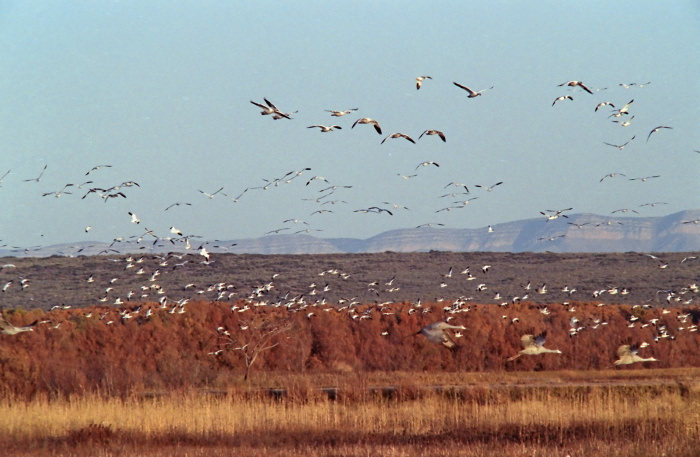 mountain field desert bird waterbird